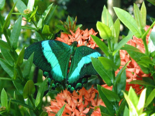 Картинка животные бабочки