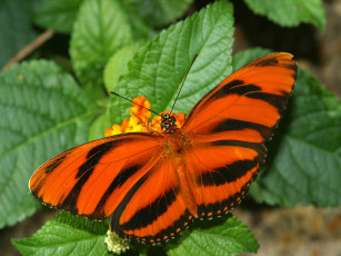 Картинка животные бабочки