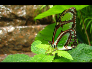 Картинка животные бабочки