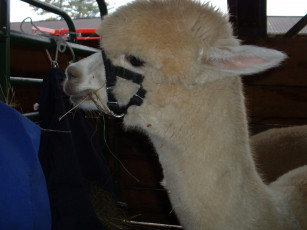 Картинка животные ламы