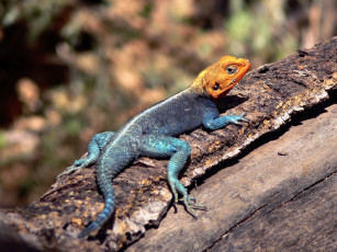 Картинка животные Ящерицы игуаны вараны