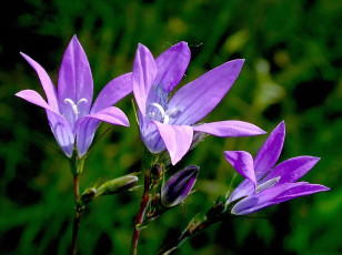 Картинка rostislaw живые колокольчики цветы