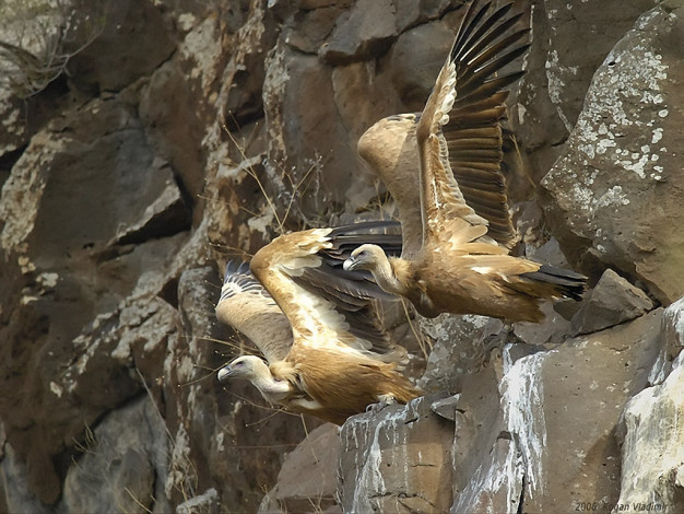 Обои картинки фото kogan, vladimir, на, раз, два, три, полетели, животные, птицы, хищники