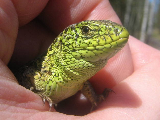 Обои картинки фото artur, kl, дракончик, пальчик, животные, Ящерицы, игуаны, вараны