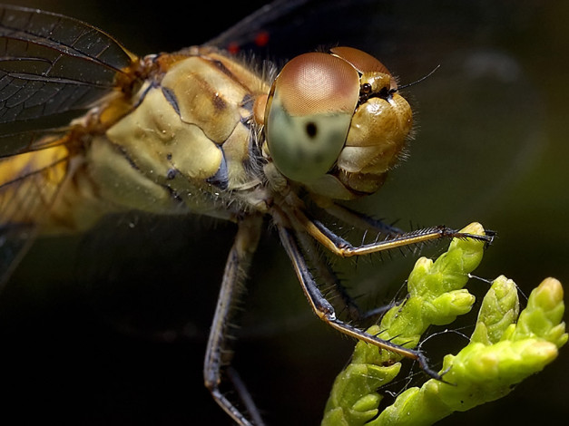 Обои картинки фото kogan, vladimir, колюче, мохнато, небритый, хищник, животные, стрекозы