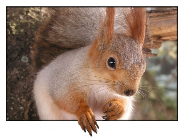 Обои картинки фото niindo, угостите, вкусненьким, животные, белки