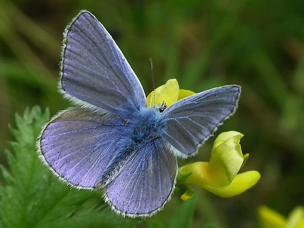 Обои картинки фото rostislaw, голубянка, икар, перезагрузка, животные, бабочки