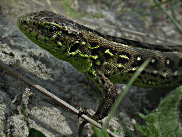 Обои картинки фото rostislaw, Ящерица, мгновенье, задумчивости, животные, Ящерицы, игуаны, вараны