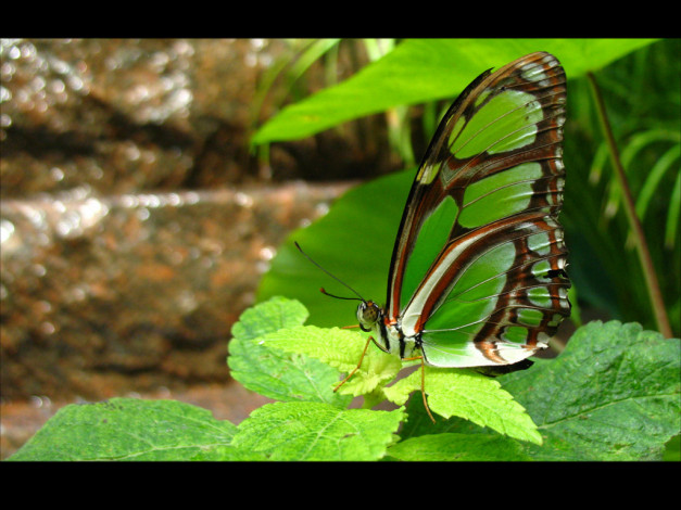 Обои картинки фото животные, бабочки