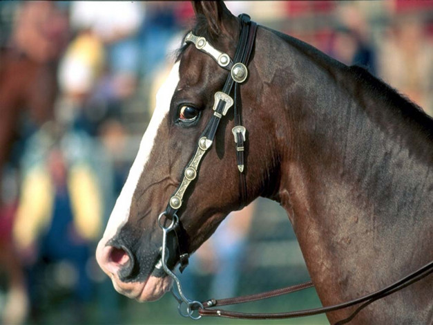 Обои картинки фото животные, лошади