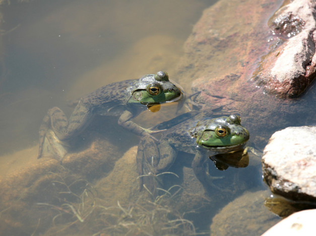 Обои картинки фото животные, лягушки