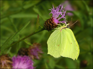 Картинка животные бабочки