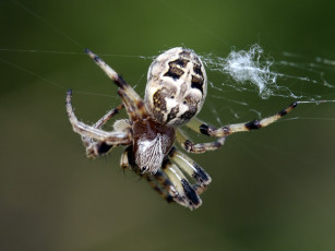 Картинка животные пауки