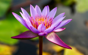 Картинка цветы лилии водяные нимфеи кувшинки