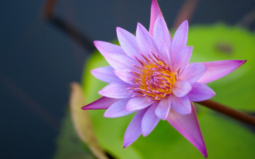 обоя цветы, лилии, водяные, нимфеи, кувшинки