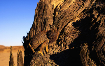 Картинка животные хамелеоны