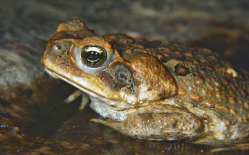 Картинка животные лягушки