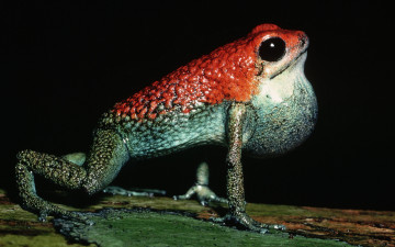 Картинка животные лягушки