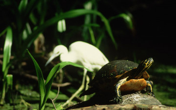 Картинка животные разные вместе