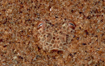 Картинка животные Ящерицы игуаны вараны