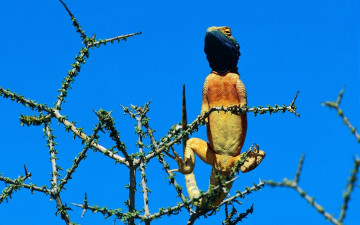 Картинка животные Ящерицы игуаны вараны