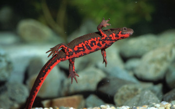 Картинка животные Ящерицы игуаны вараны