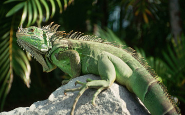 Картинка животные Ящерицы игуаны вараны