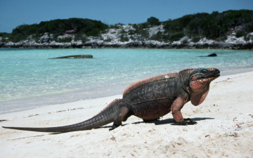 Картинка животные Ящерицы игуаны вараны