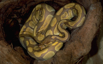 Картинка животные змеи питоны кобры