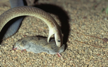 Картинка животные змеи питоны кобры