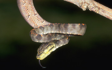обоя животные, змеи, питоны, кобры