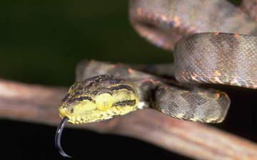 Картинка животные змеи питоны кобры