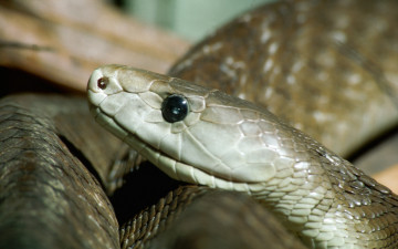 Картинка животные змеи питоны кобры