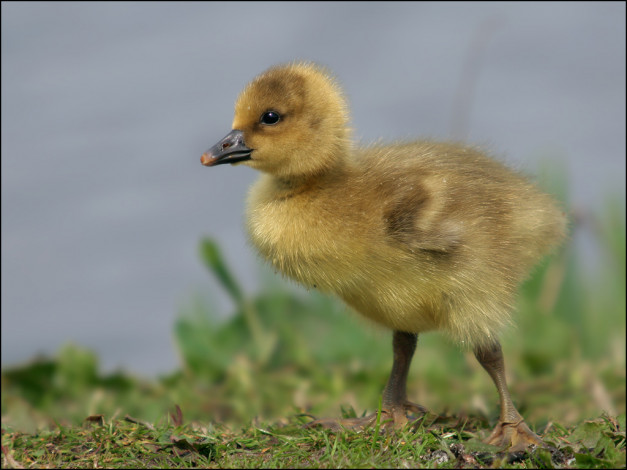 Обои картинки фото животные, утки