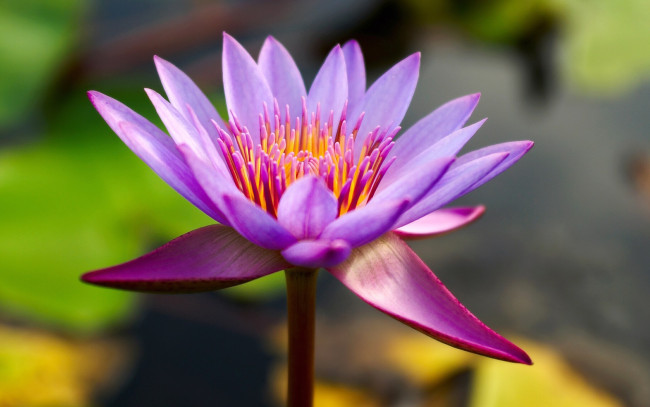 Обои картинки фото цветы, лилии, водяные, нимфеи, кувшинки