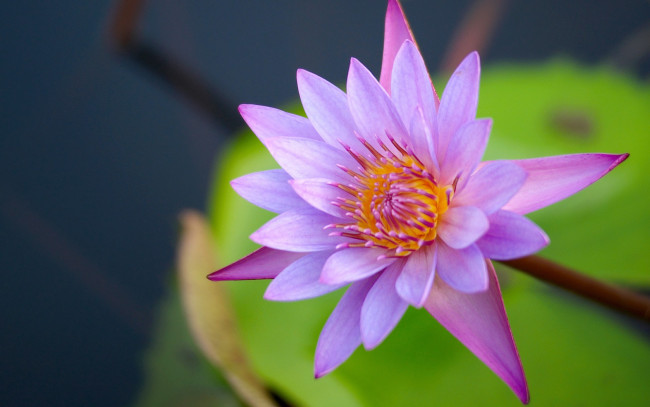 Обои картинки фото цветы, лилии, водяные, нимфеи, кувшинки