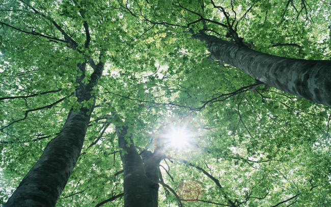 Обои картинки фото природа