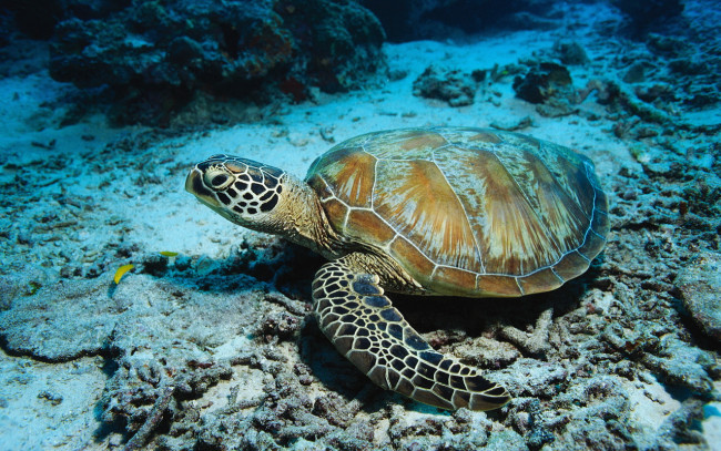 Обои картинки фото животные, Черепахи