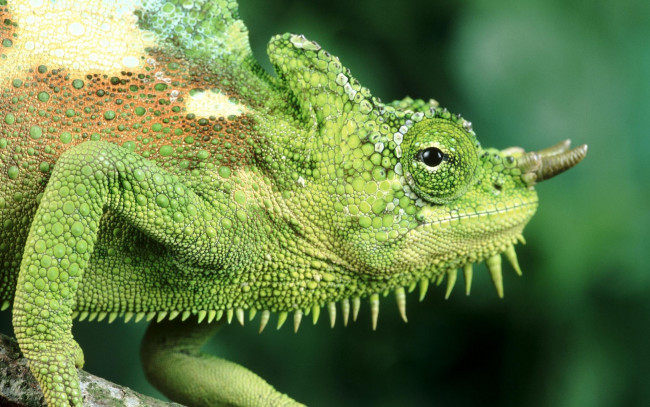 Обои картинки фото животные, хамелеоны