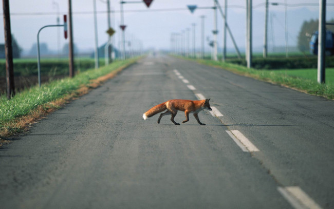 Обои картинки фото животные, лисы