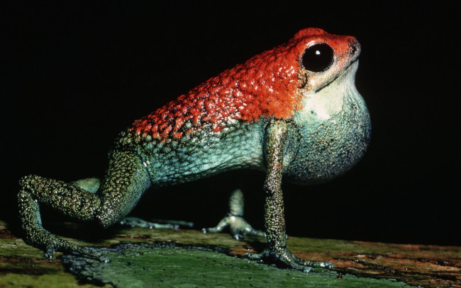 Обои картинки фото животные, лягушки