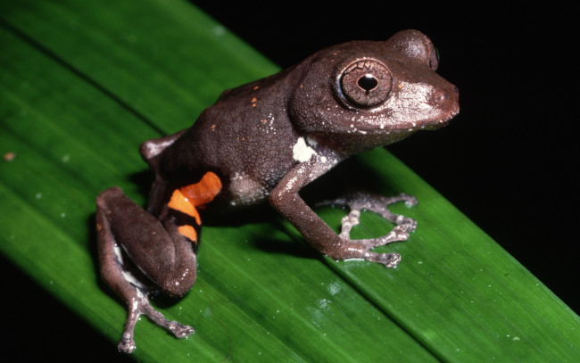 Обои картинки фото животные, лягушки