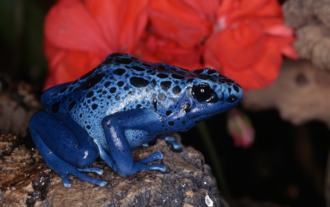 Обои картинки фото животные, лягушки