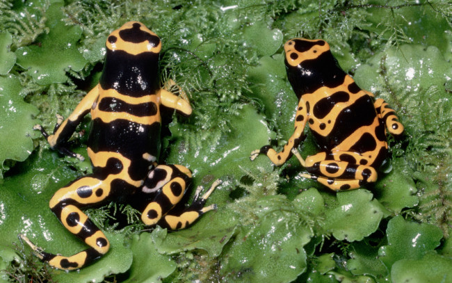 Обои картинки фото животные, лягушки