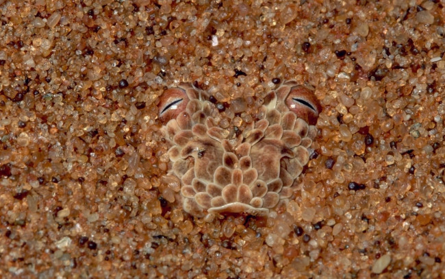 Обои картинки фото животные, Ящерицы, игуаны, вараны