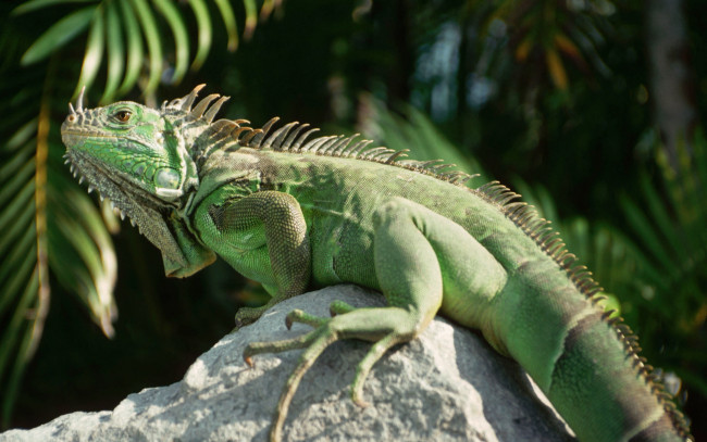 Обои картинки фото животные, Ящерицы, игуаны, вараны