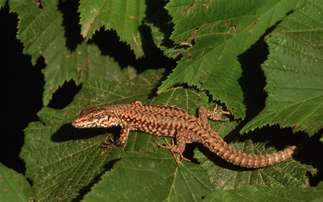 Обои картинки фото животные, Ящерицы, игуаны, вараны