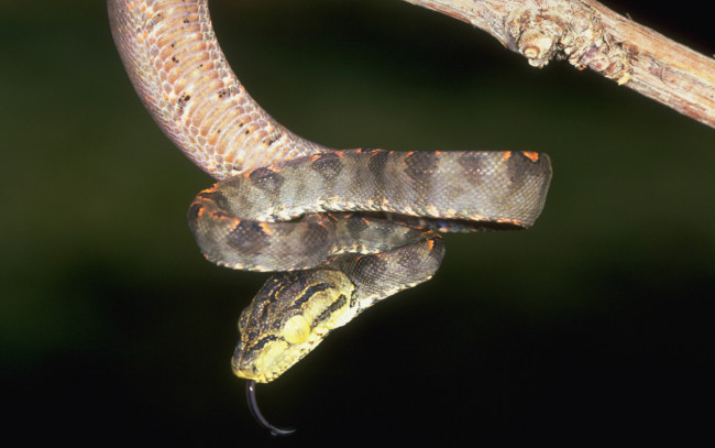 Обои картинки фото животные, змеи, питоны, кобры