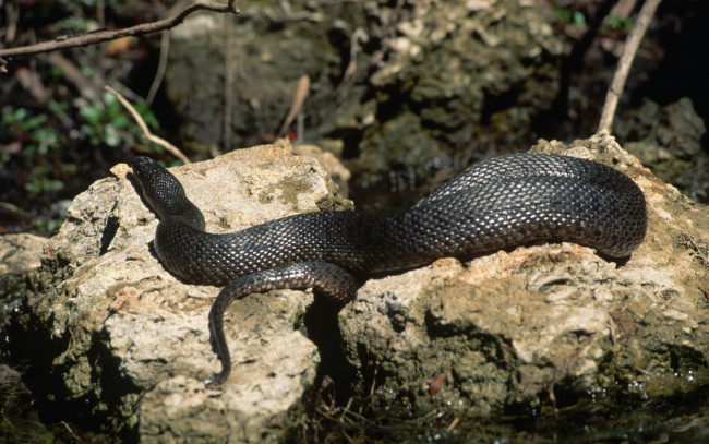 Обои картинки фото животные, змеи, питоны, кобры