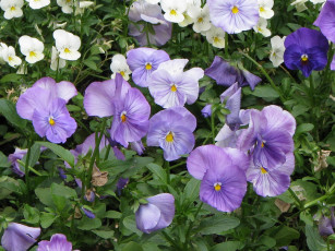 Картинка цветы анютины глазки садовые фиалки